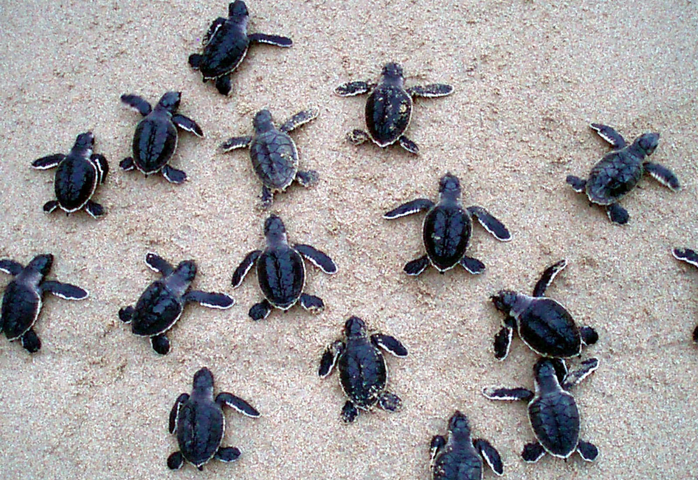 Nice to sea you: Baby turtles released in Oman - Hotelier Middle East