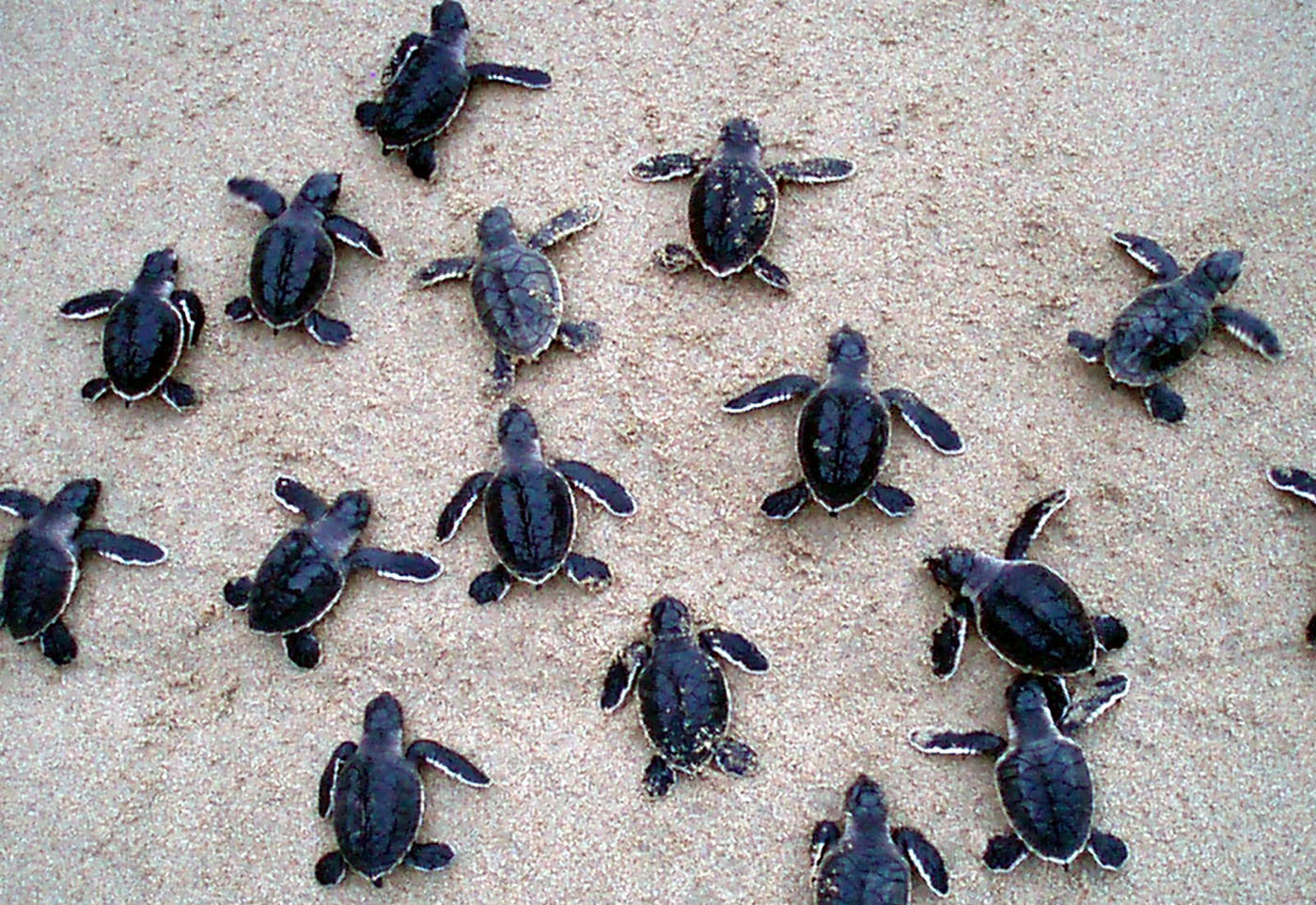 Small Turtles