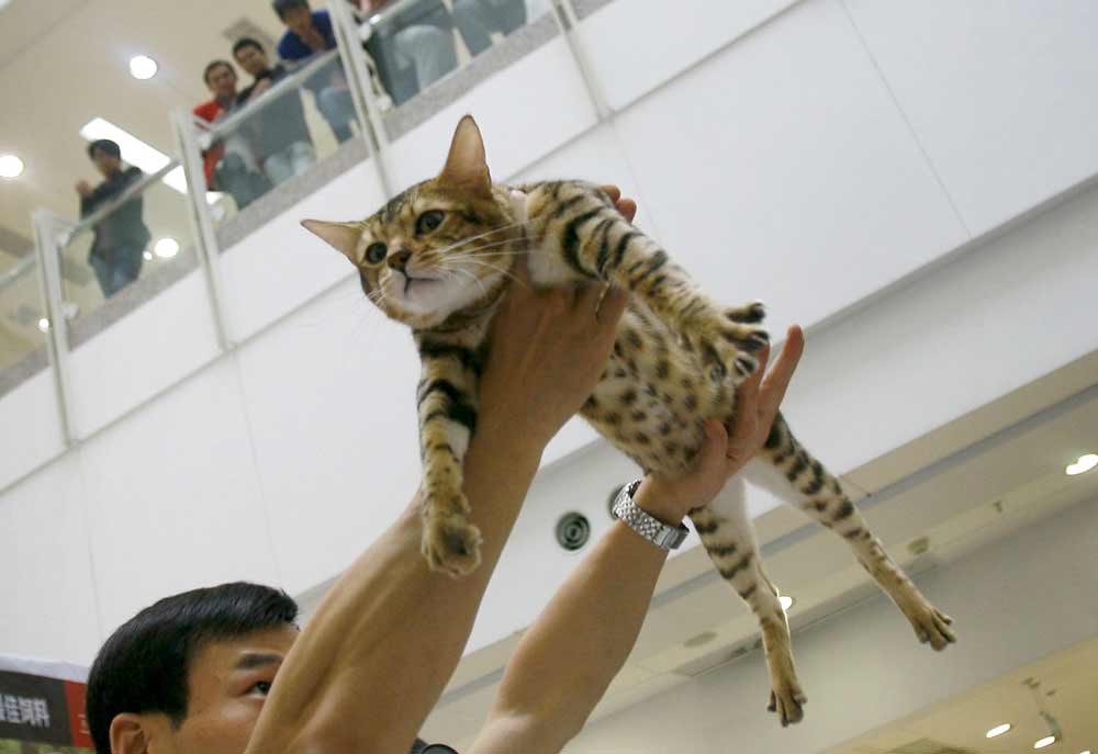 Pet detective lost cat cheap