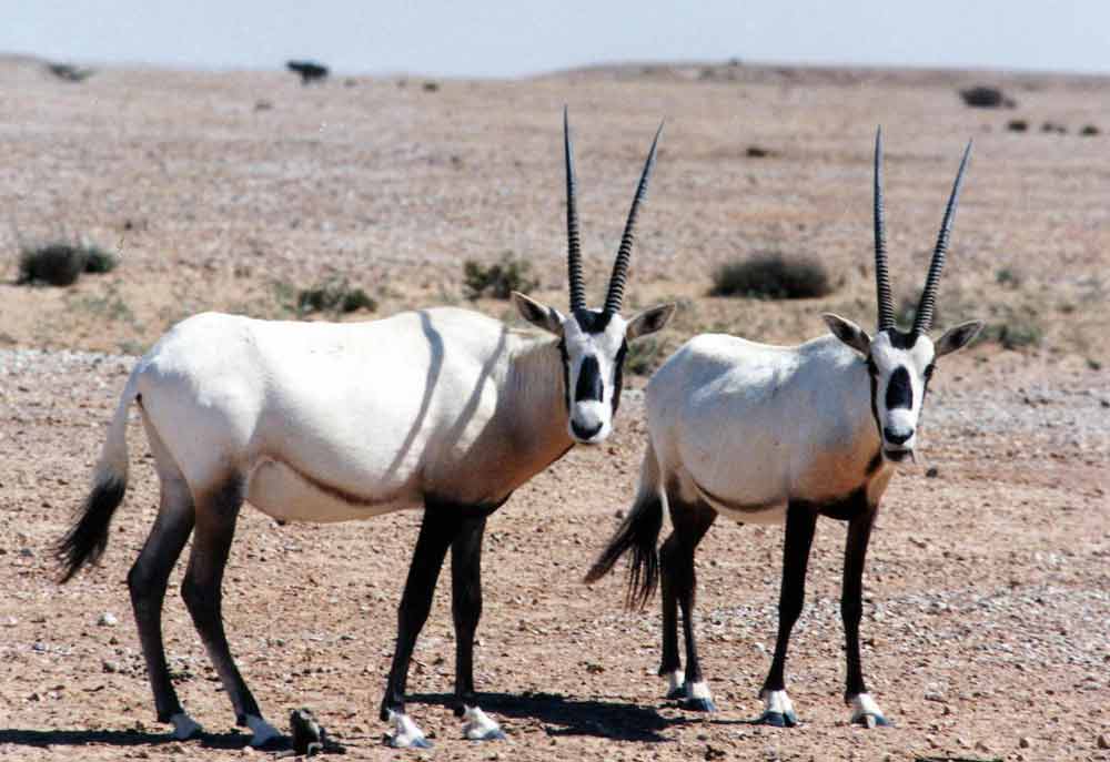 UAE hunting lodge eyes expansion across Gulf - Hotelier Middle East UAE hunting lodge eyes expansion across Gulf - Hotelier Middle East
