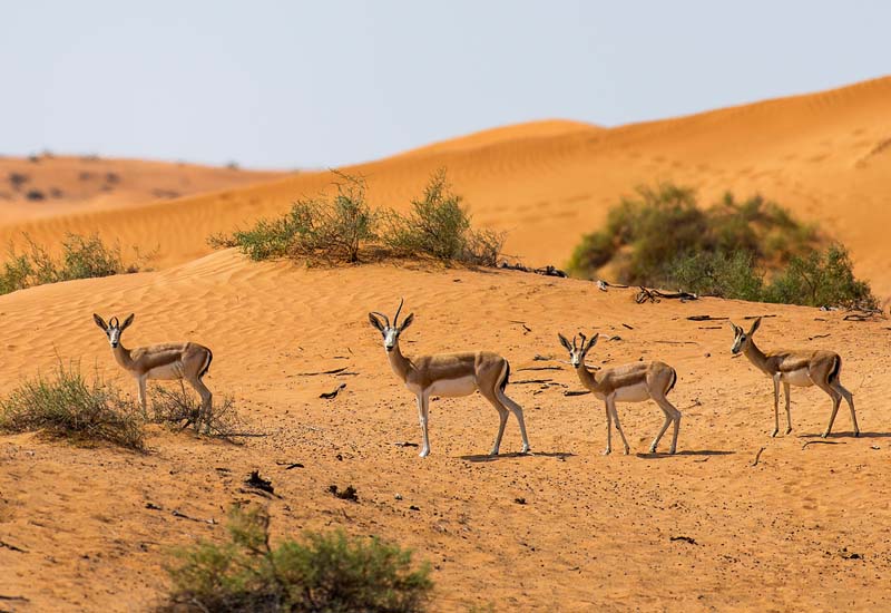 80 Gazelles Now Part Of The Ritz Carlton Ras Al Khaimah Al Wadi Desert Hotelier Middle East