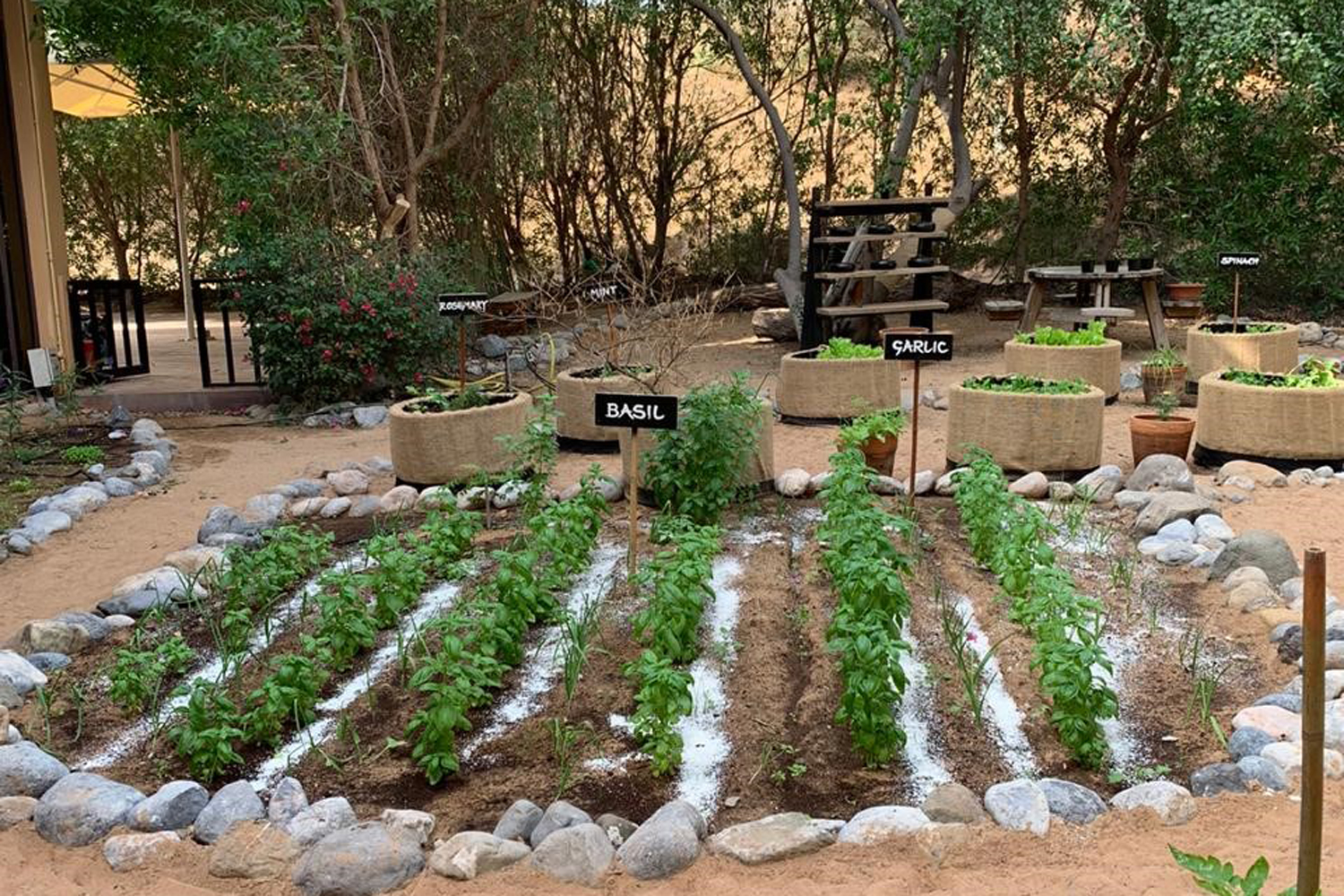 The Ritz Carlton Ras Al Khaimah Al Wadi Desert Launches Chef S Garden Food Beverage Hotelier Middle East The Ritz Carlton Ras Al Khaimah Al Wadi Desert Launches Chef S Garden Food Beverage Hotelier Middle East