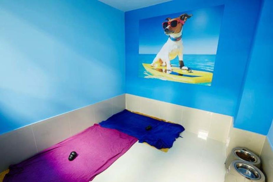 US $2.7m indoor pet resort, Dubai Dog City, opens - Business - HOTELIER