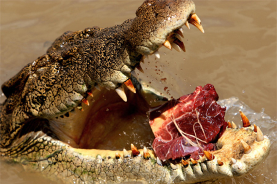 Dubai plans Middle East's first crocodile park - - HOTELIER MIDDLE EAST