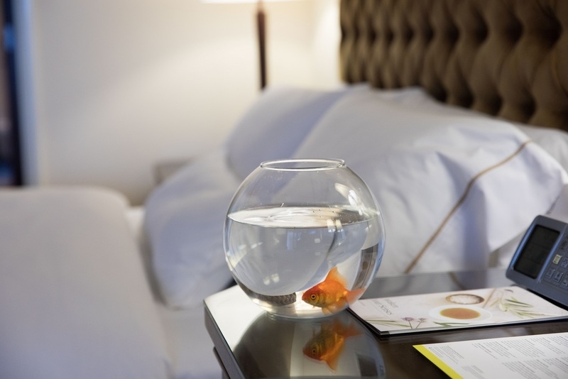 Guests at The Westin Mina Seyahi can request for goldfish in their rooms as part of the 'Westin Wellness' initiative. Guests at The Westin Mina Seyahi can request for goldfish in their rooms as part of the 'Westin Wellness' initiative.