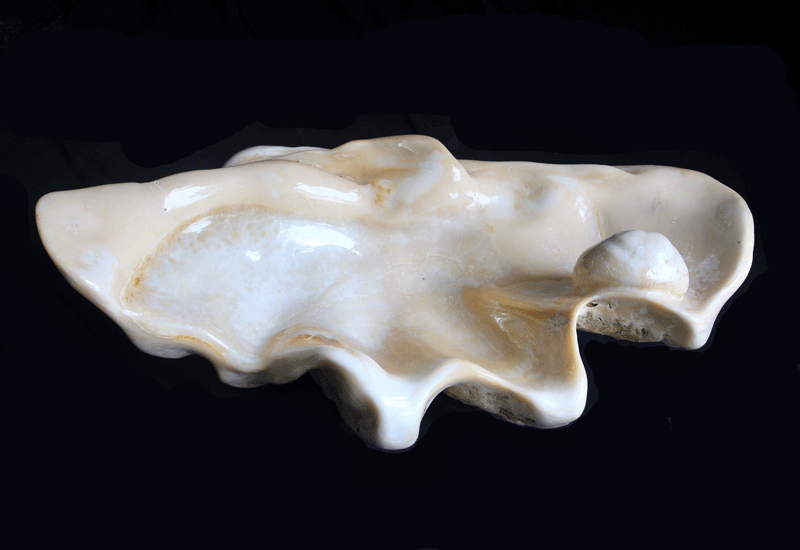 This is the first time that Bassen’s collection of giant clam shell fossils will be showcased and sold in the Middle East. This is the first time that Bassen’s collection of giant clam shell fossils will be showcased and sold in the Middle East.