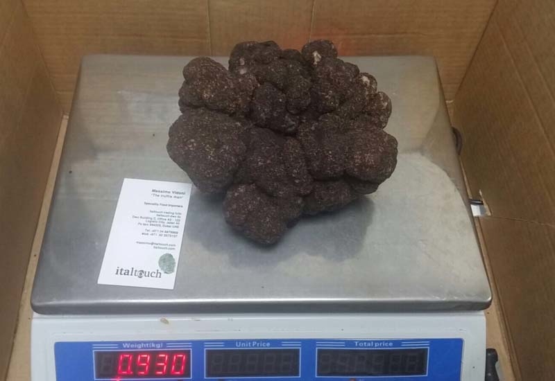 The 930g black truffle is believed to be a record size for the GCC The 930g black truffle is believed to be a record size for the GCC