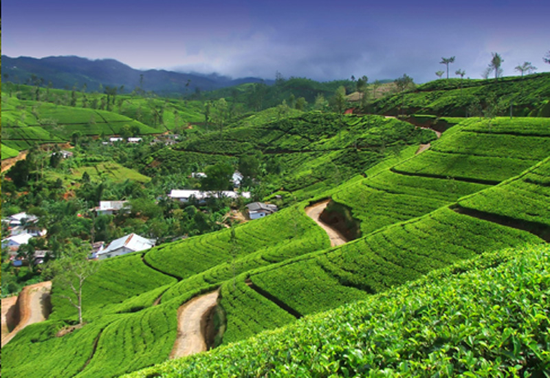 Sri Lanka offers tea experience holidays. Sri Lanka offers tea experience holidays.