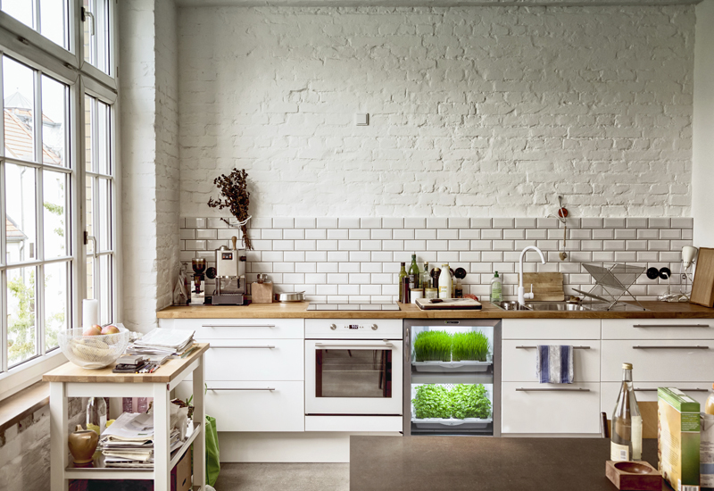 An Urban Cultivator An Urban Cultivator