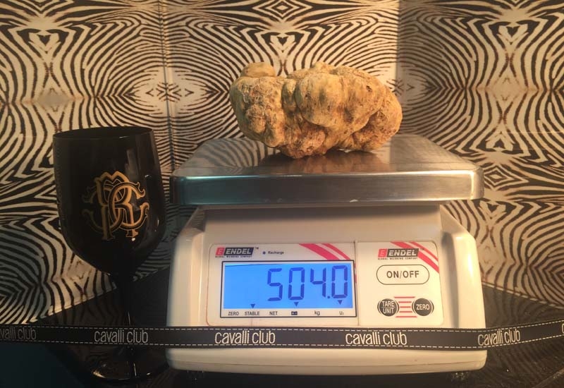 Cavalli Club has claimed that it has received the largest and most expensive delivery of white truffle so far this season Cavalli Club has claimed that it has received the largest and most expensive delivery of white truffle so far this season