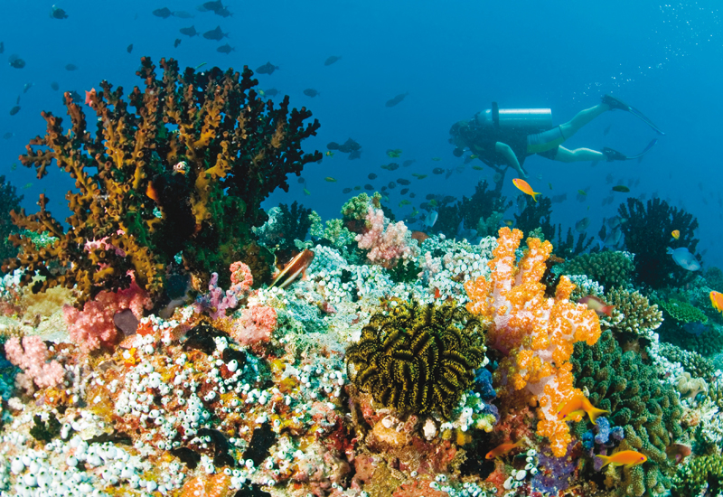 Operators, Accor middle east, Accorhotels, Dhevanafushi maldives luxury resort, Take over Operators, Accor middle east, Accorhotels, Dhevanafushi maldives luxury resort, Take over