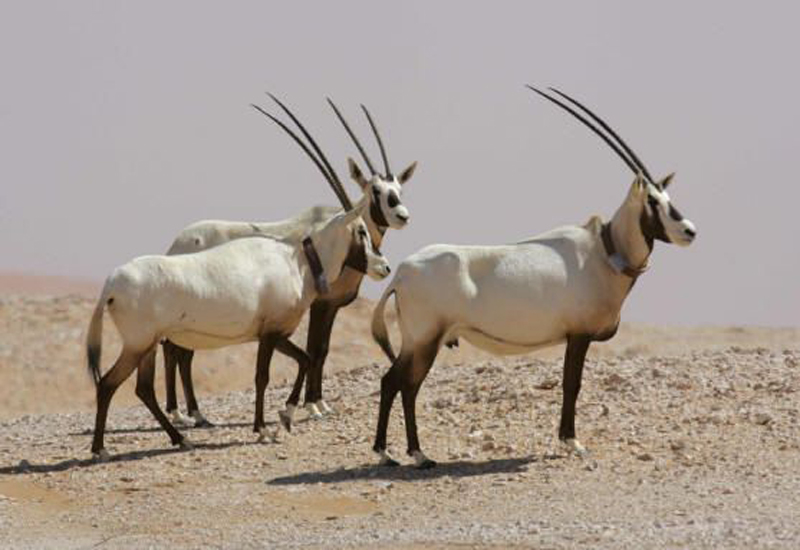 Arabian Oryx Sanctuary. Arabian Oryx Sanctuary.
