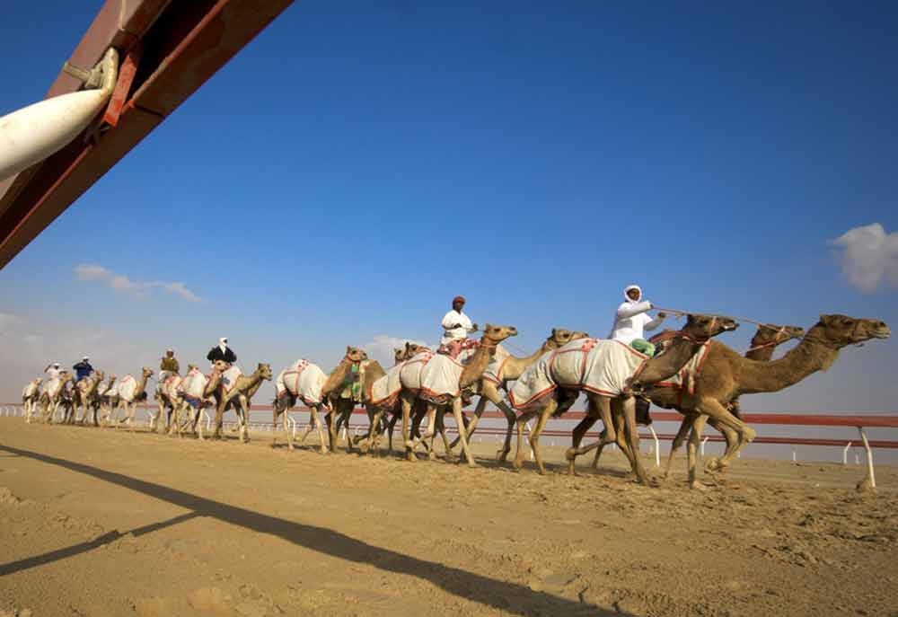 Abu Dhabi hotel hosts camel-beauty contest - - HOTELIER ...