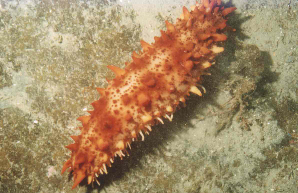 The sea cucumber is used for its muscles and skin. The sea cucumber is used for its muscles and skin.