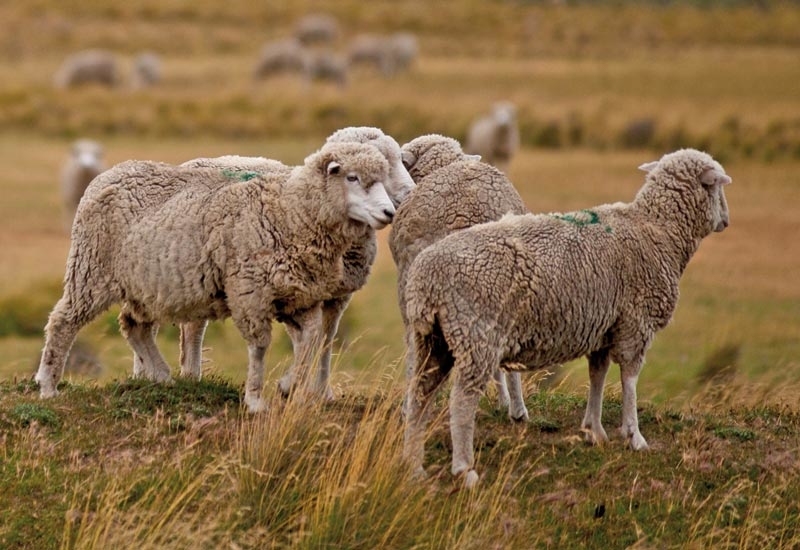 Chile is hoping to fill the gap in Middle East supply with its meat exports. Chile is hoping to fill the gap in Middle East supply with its meat exports.