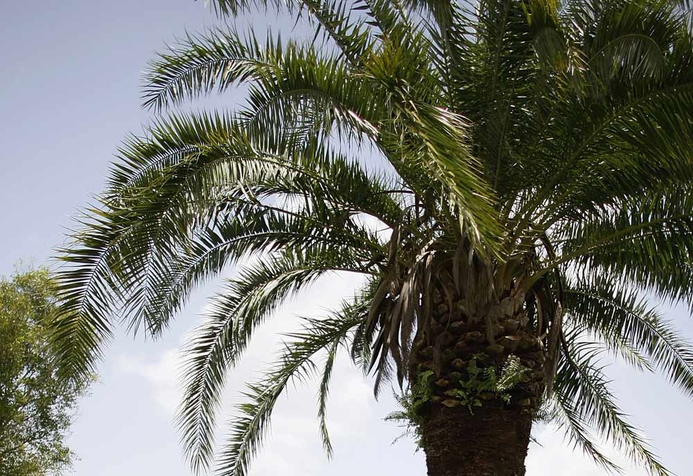 Leisure, Hotel news, Palm tree, Plunge Leisure, Hotel news, Palm tree, Plunge