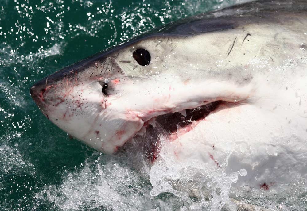 Tourist Killed In Sharm El Sheikh Shark Attack Hotelier Middle East