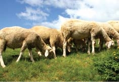 Expert claims fraudlent Halal certification is on the rise Expert claims fraudlent Halal certification is on the rise