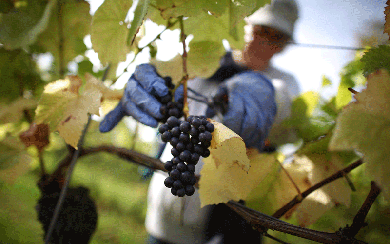 Gaucho's Luigi Bosca Wine evenings will run every Tuesday. Photo: Getty. Gaucho's Luigi Bosca Wine evenings will run every Tuesday. Photo: Getty.