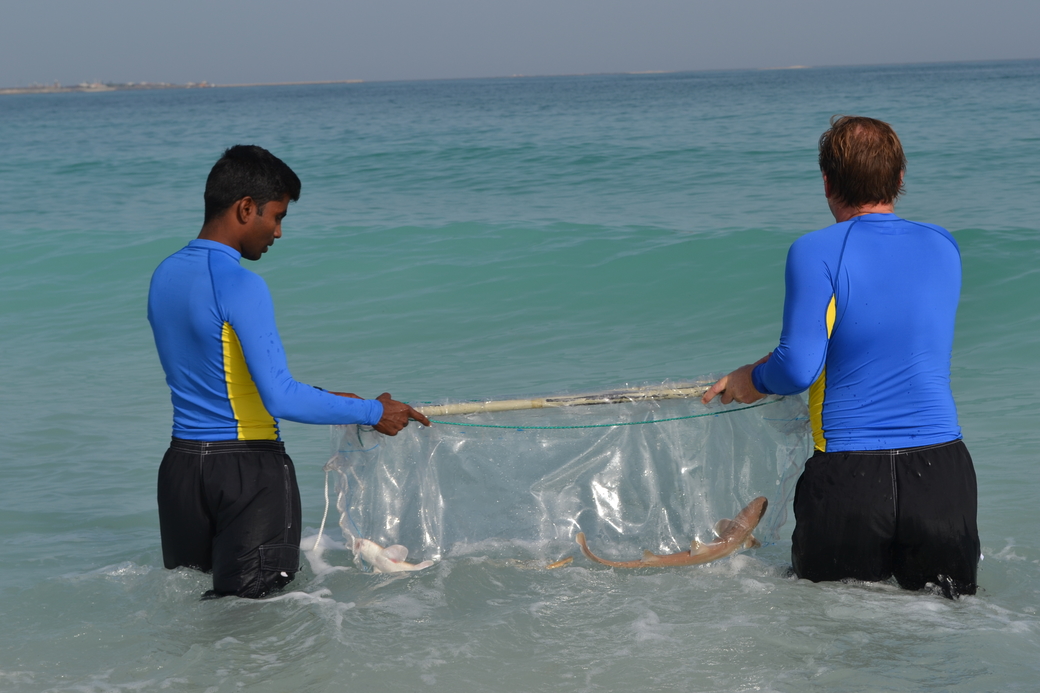 15 Arabian carpet sharks and two honeycomb stingrays were released into the ocean at the Jebel Ali Wetland Sanctuary 15 Arabian carpet sharks and two honeycomb stingrays were released into the ocean at the Jebel Ali Wetland Sanctuary
