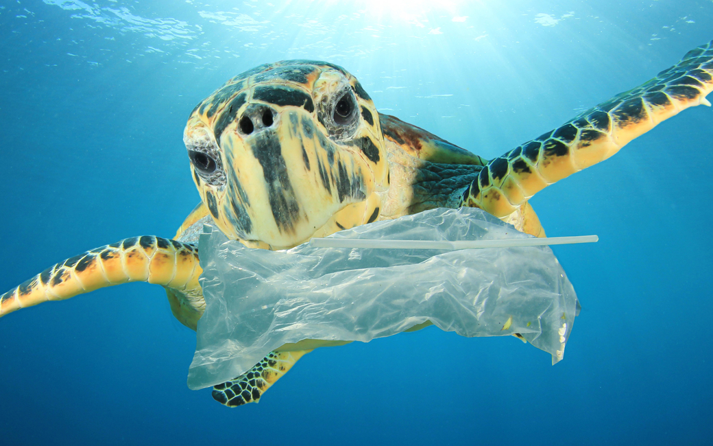 With 86% of turtle species and 44% of marine mammals estimated to have fed on plastic, change is needed to stem a global catastrophe With 86% of turtle species and 44% of marine mammals estimated to have fed on plastic, change is needed to stem a global catastrophe