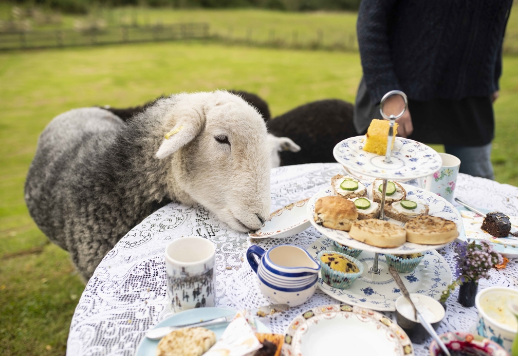 All proceeds from bookings will be directed to non-profit organisations supporting causes such as conservation, animal rescue and veterinary care All proceeds from bookings will be directed to non-profit organisations supporting causes such as conservation, animal rescue and veterinary care