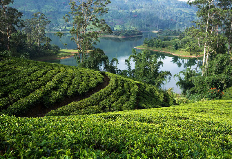A tea plantation in Sri Lanka A tea plantation in Sri Lanka