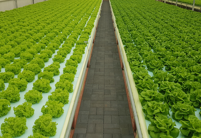 Armela Farms Armela Farms