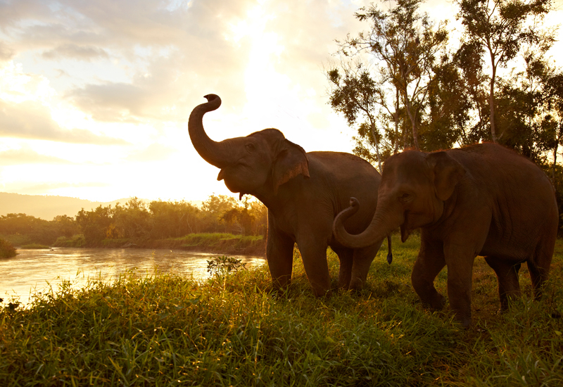 Anantara Golden Triangle Elphant Camp & Resort Anantara Golden Triangle Elphant Camp & Resort