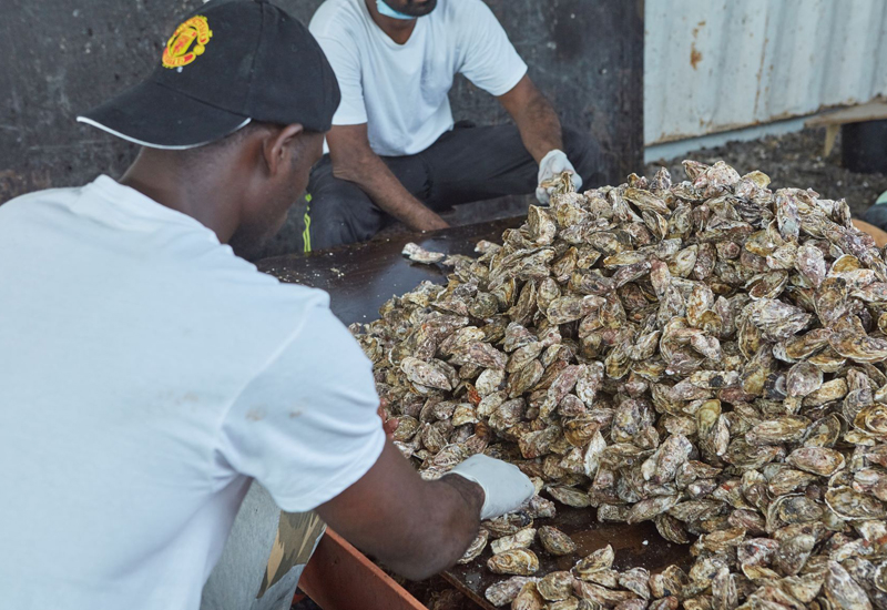 There's been a steep decline in demand for Dibba Bay oysters There's been a steep decline in demand for Dibba Bay oysters