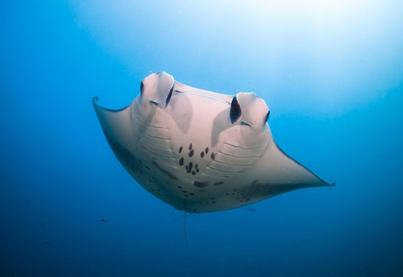 Manta rays are promised to feature Manta rays are promised to feature