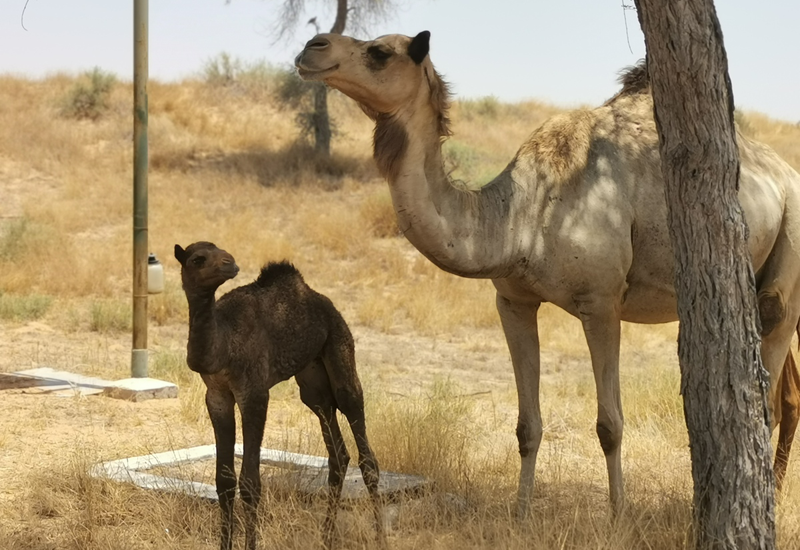 The baby camel and its mother The baby camel and its mother